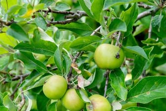 Damit Äpfel gut ausreifen können, sollten nicht zu viele Früchte am Baum sein.