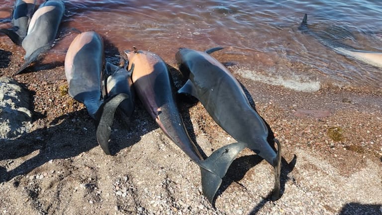 Tote Delfine am Strand El Califin: Warum die Delfine starben, ist noch unklar.