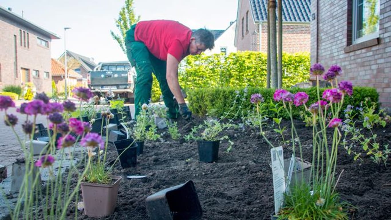 Beim Vorgarten-Wettbewerb des Emder Ökowerks werden Schottergärten in insektenfreundliche Gärten umgestaltet.