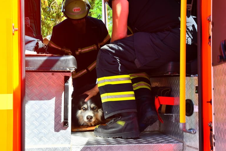 Der verletzte Hund im Löschfahrzeug der Feuerwehr Hamburg: Das Tier stürzte acht Meter in die Tiefe.
