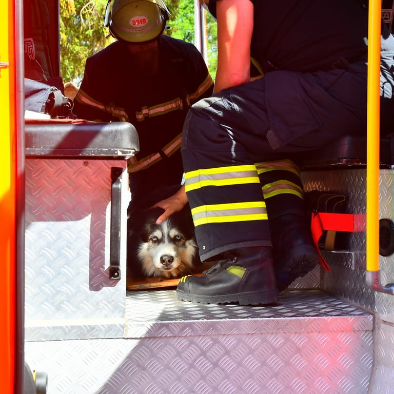 Der verletzte Hund im Löschfahrzeug der Feuerwehr Hamburg: Das Tier stürzte acht Meter in die Tiefe.
