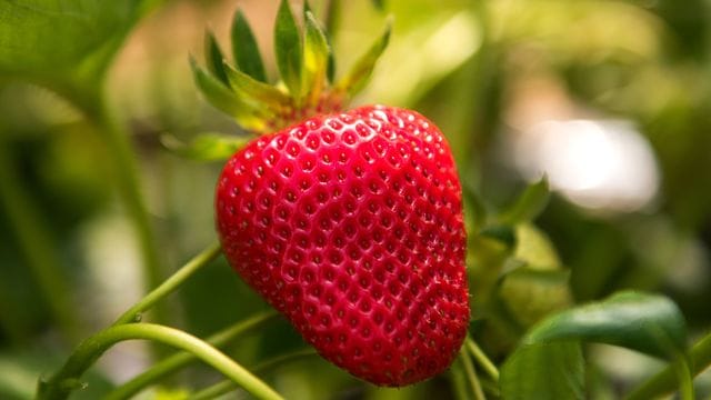 Erdbeeren Erdbeeren