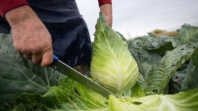 Einen Spitzkohl erkennt man an seiner Form und Größe, denn er ist in aller Regel kleiner als Weißkohl oder Wirsing.