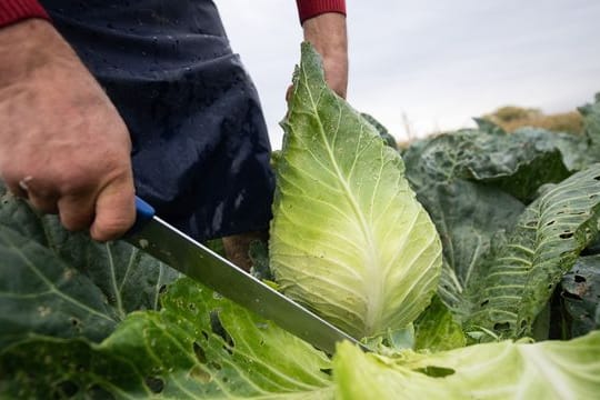 Einen Spitzkohl erkennt man an seiner Form und Größe, denn er ist in aller Regel kleiner als Weißkohl oder Wirsing.