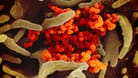 Corona-Infizierte geben das Virus Sars-CoV-2 hauptsächlich durch virushaltige Partikel weiter, die unter anderem beim Atmen, Husten und Sprechen entstehen.