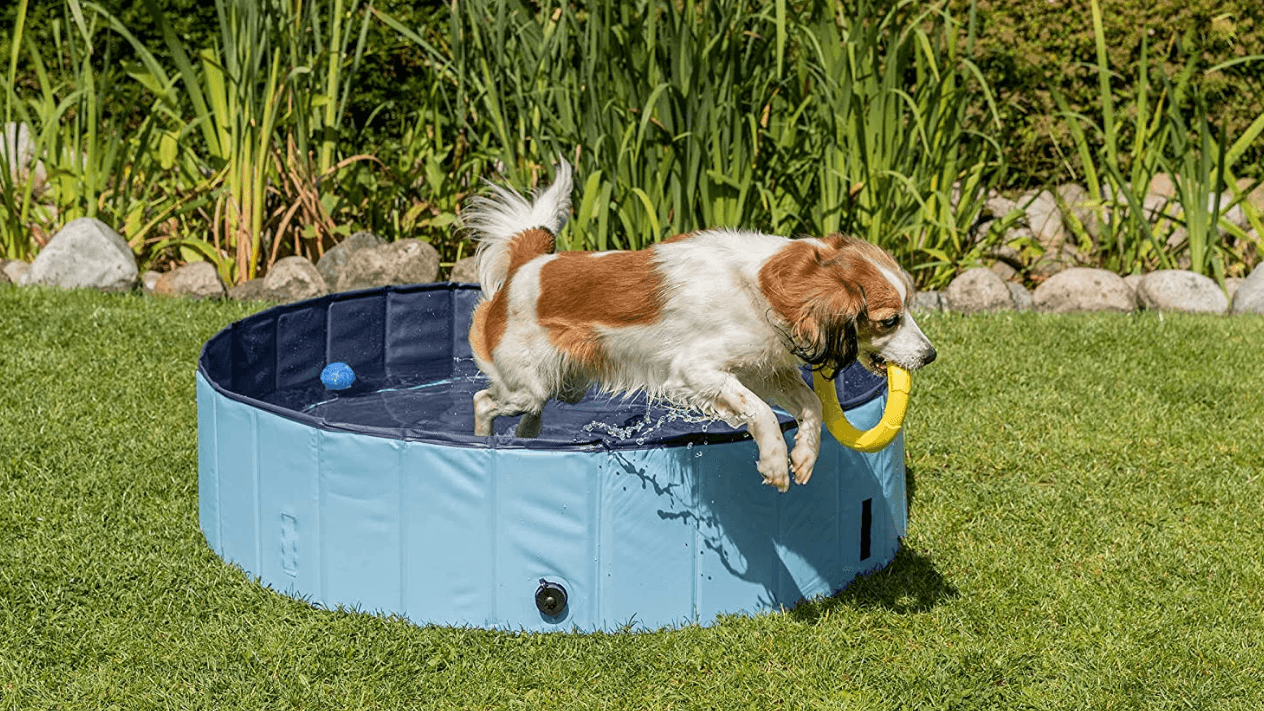 Haustierwoche bei Amazon: Sparen Sie jetzt 40 Prozent auf den beliebten Hundepool der Marke Trixie.