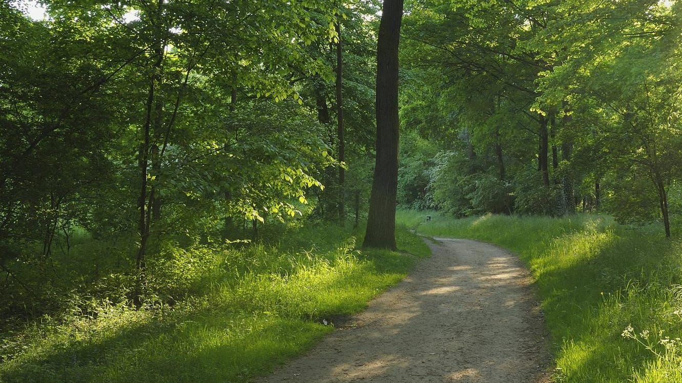 Waldweg bei Aschaffenburg (Symbol): Der Reiter wurde am Donnerstag verletzt auf dem Boden liegend gefunden.