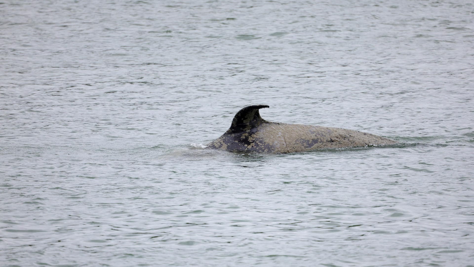 Der Orca in der Seine: Experten spekulieren, ob das Tier erkrankt ist oder ob es sich um ein isoliertes Jungtier handelt.