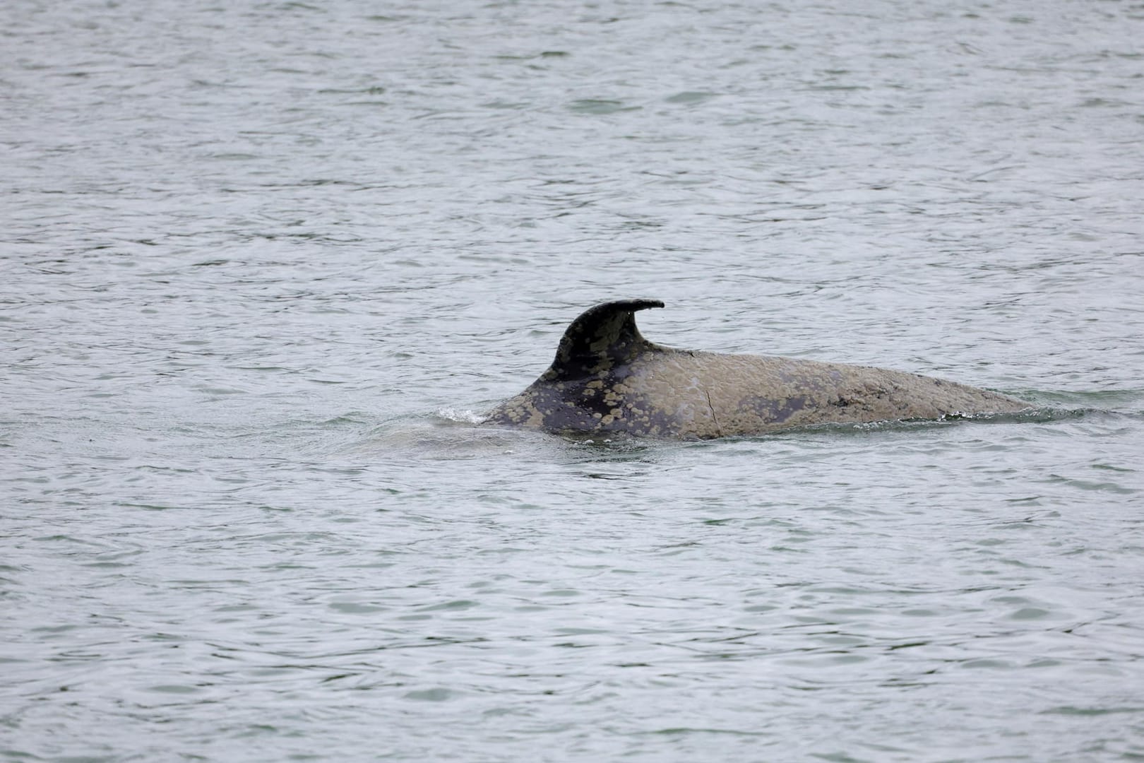 Der Orca in der Seine: Experten spekulieren, ob das Tier erkrankt ist oder ob es sich um ein isoliertes Jungtier handelt.