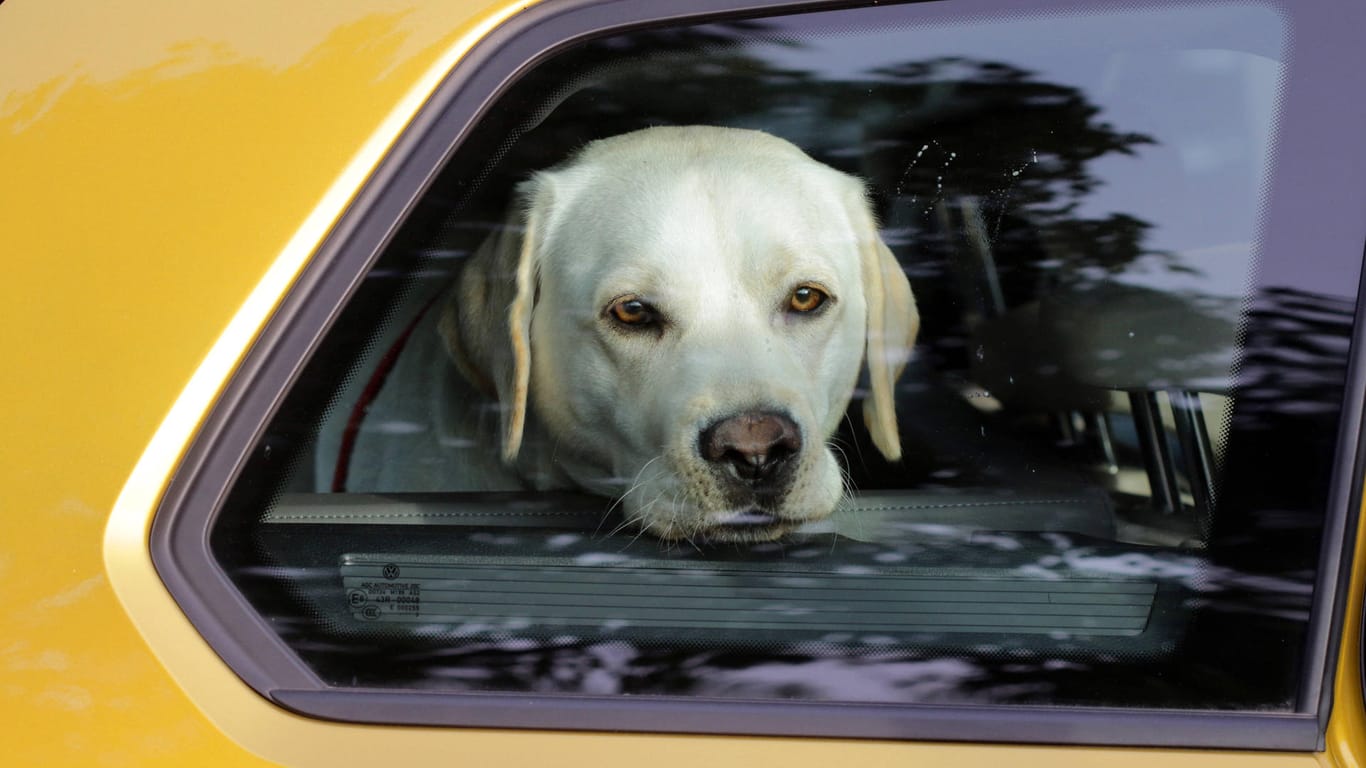 Ein Hund sitzt in einem geschlossenen Auto: Vier Hunde starben im US-Bundesstaat Florida in einem Auto.