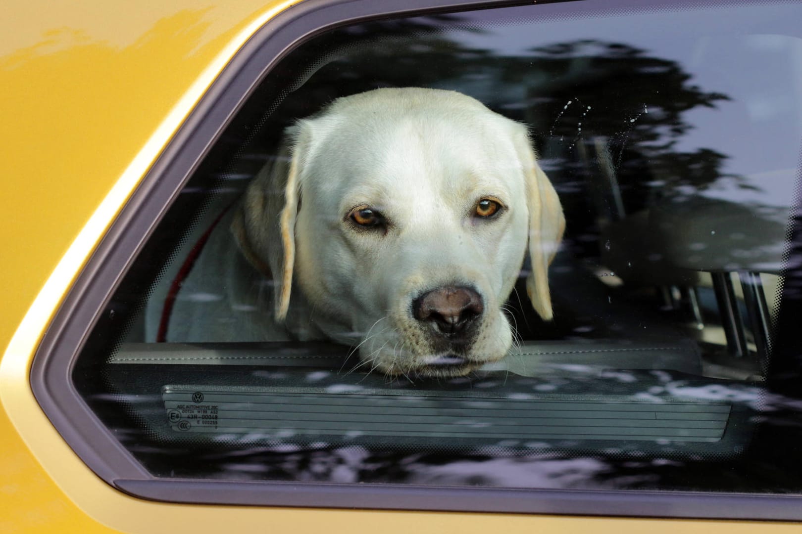 Ein Hund sitzt in einem geschlossenen Auto: Vier Hunde starben im US-Bundesstaat Florida in einem Auto.