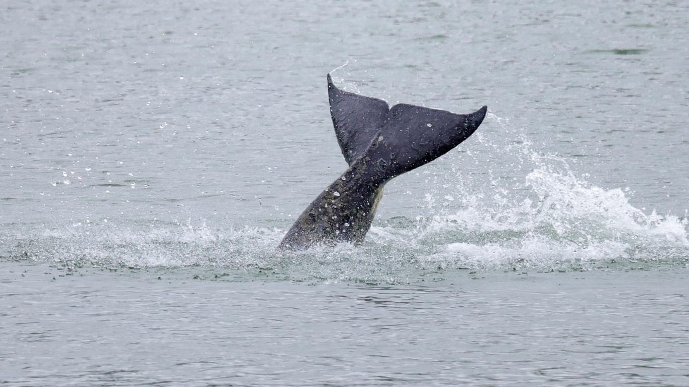 Ein Orca schwimmt in der Seine, Frankreich: Es bleibt unklar, warum sich der Wal in den Fluss verirrt hatte.