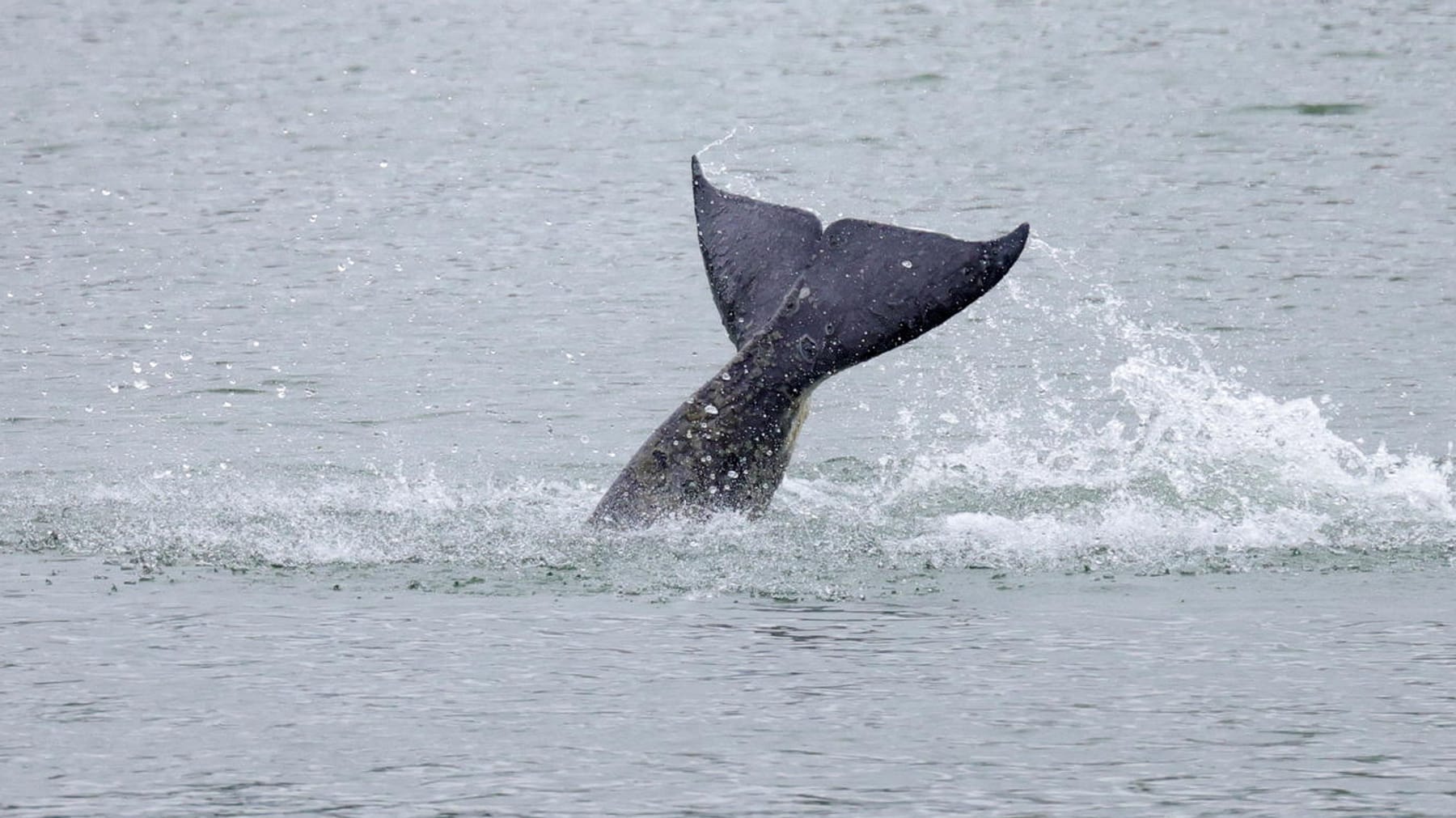 L’orque perdue dans la Seine est euthanasiée