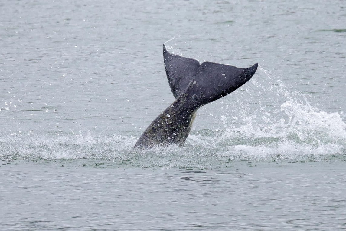 Ein Orca schwimmt in der Seine, Frankreich: Es bleibt unklar, warum sich der Wal in den Fluss verirrt hatte.