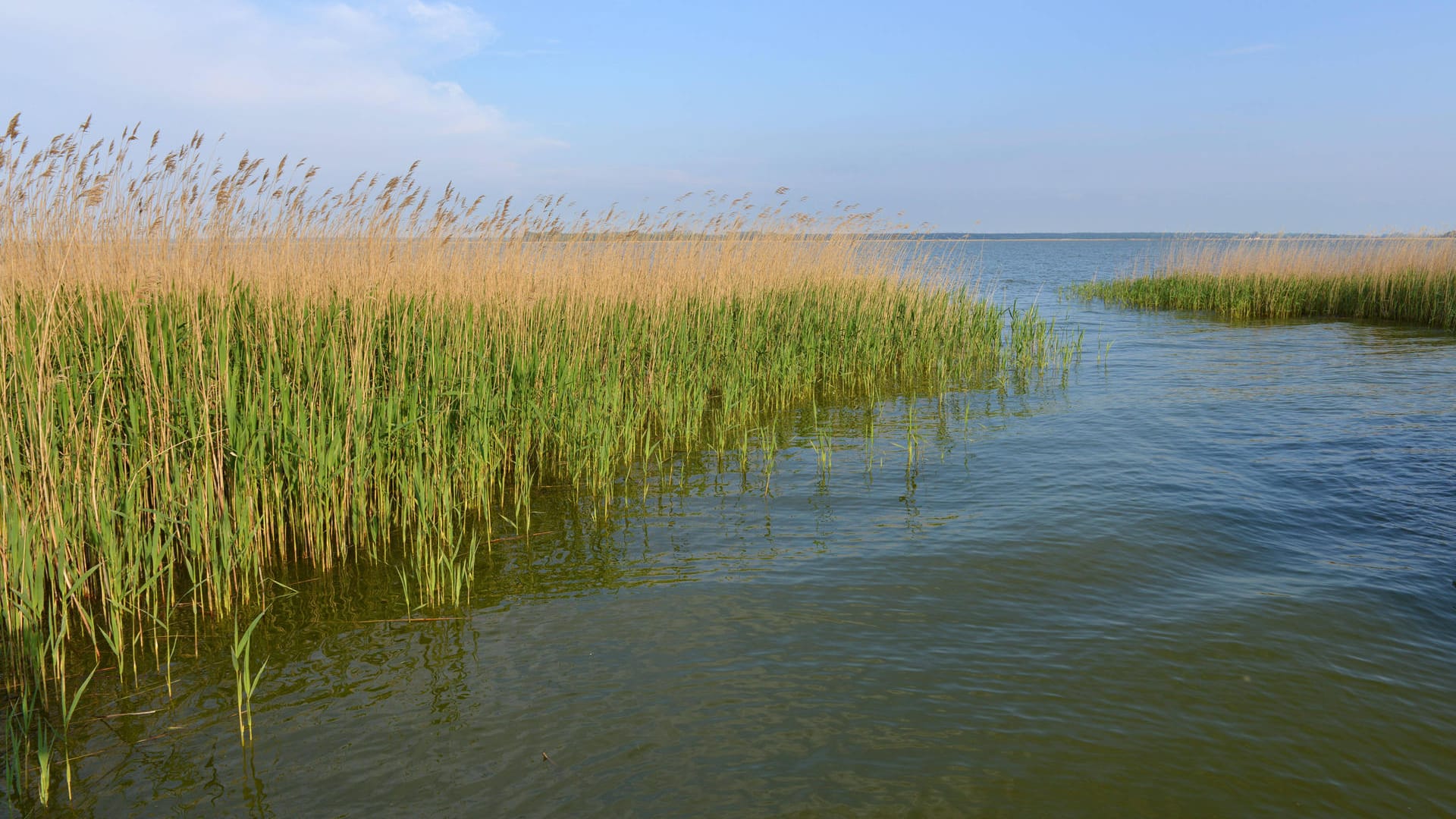 Schilfflandschaft an der Ostsee (Symbolbild): Eine Meeresbiologin sieht große Probleme durch Sauerstoffmangel.