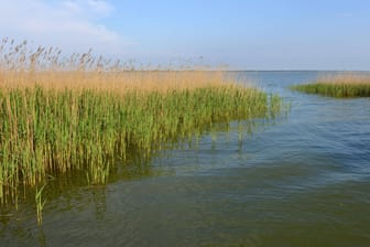 Schilfflandschaft an der Ostsee (Symbolbild): Eine Meeresbiologin sieht große Probleme durch Sauerstoffmangel.