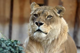 Löwin Safo: Sie war die letzte verbleibende Löwin im Karlsruher Zoo.