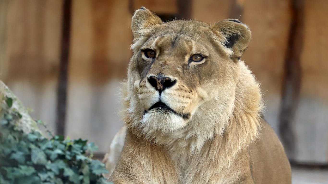 Löwin Safo: Sie war die letzte verbleibende Löwin im Karlsruher Zoo.