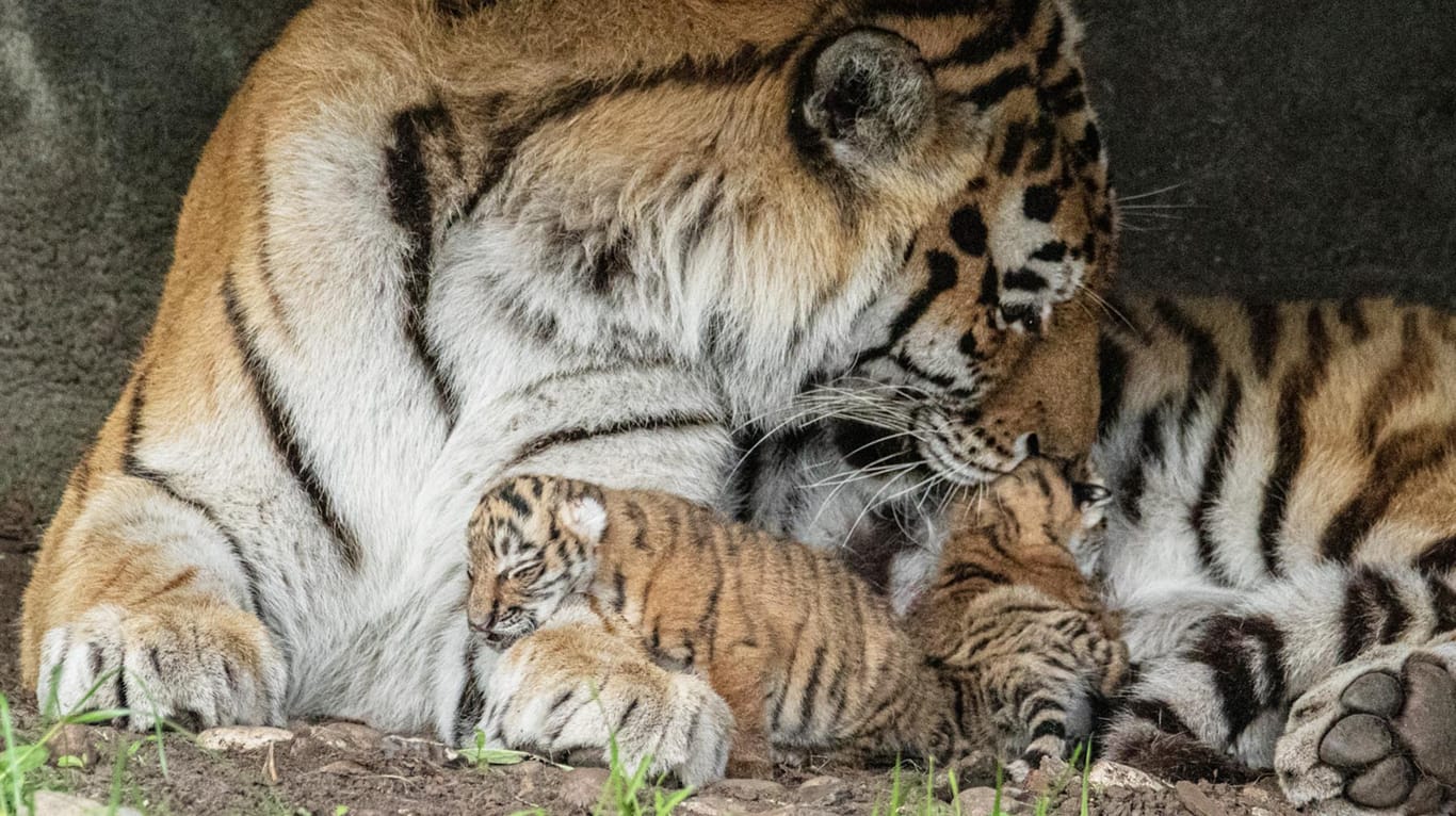 Die Tigerdame Maruschka mit ihren beiden Jungen.