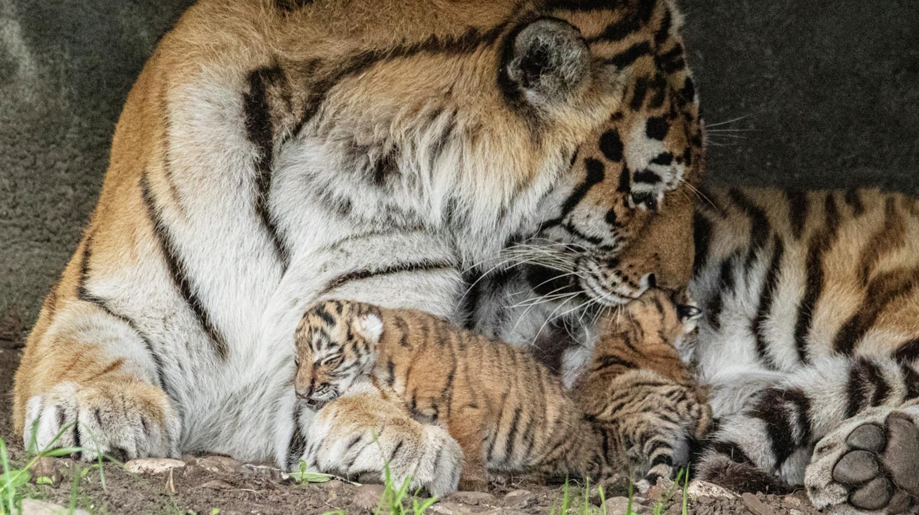 Die Tigerdame Maruschka mit ihren beiden Jungen.