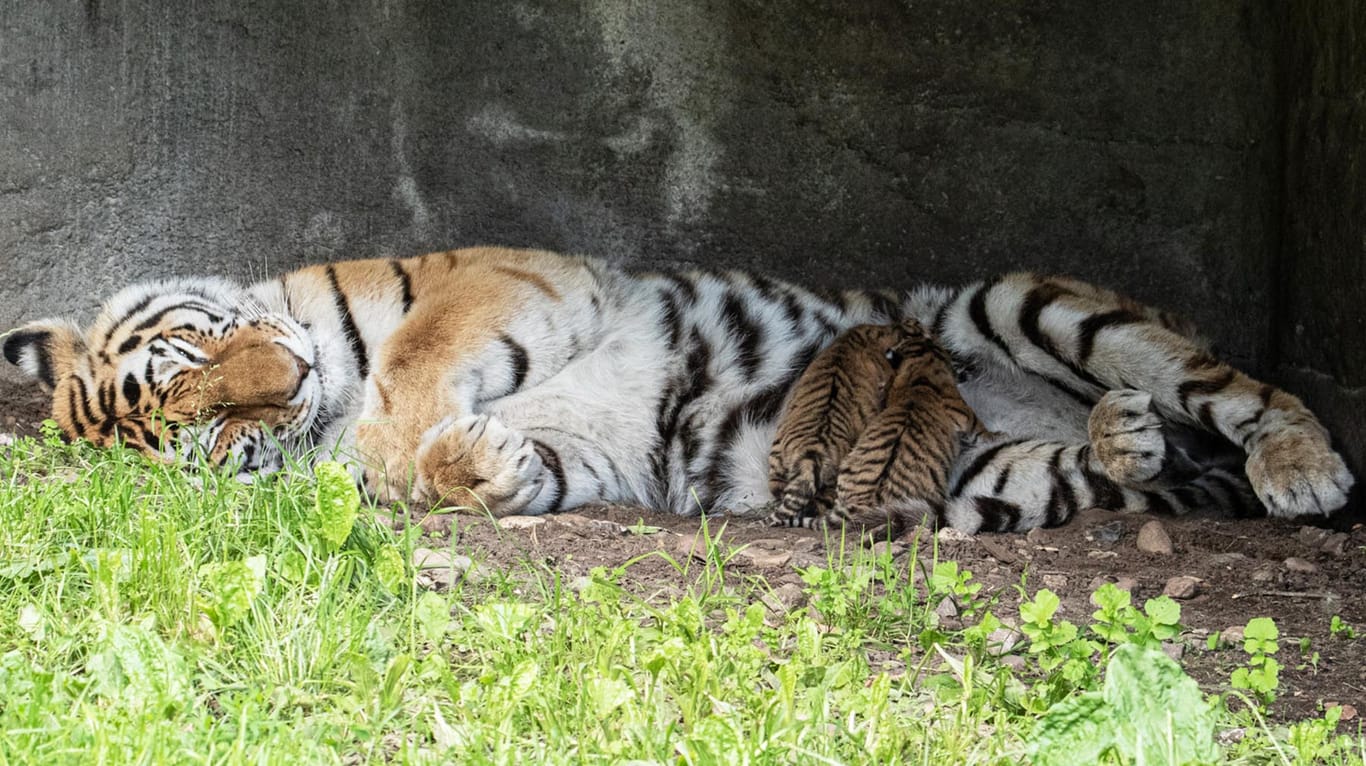 Maruschka säugt die neugeborenen Tiger.