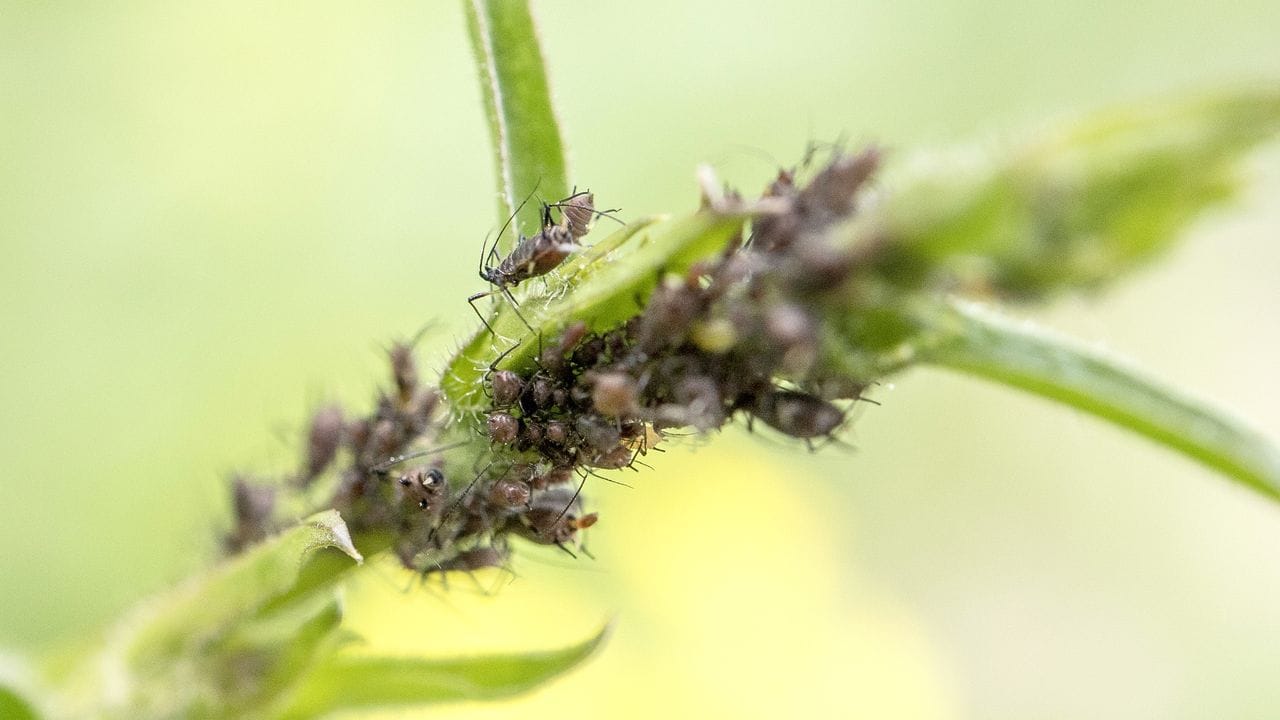Es kreucht und fleucht: Blattläuse befallen Pflanzen und können ihnen in großer Anzahl schaden.
