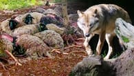Verheerende Blutattacke tötet mehr als 70 Schafe – Bauer..