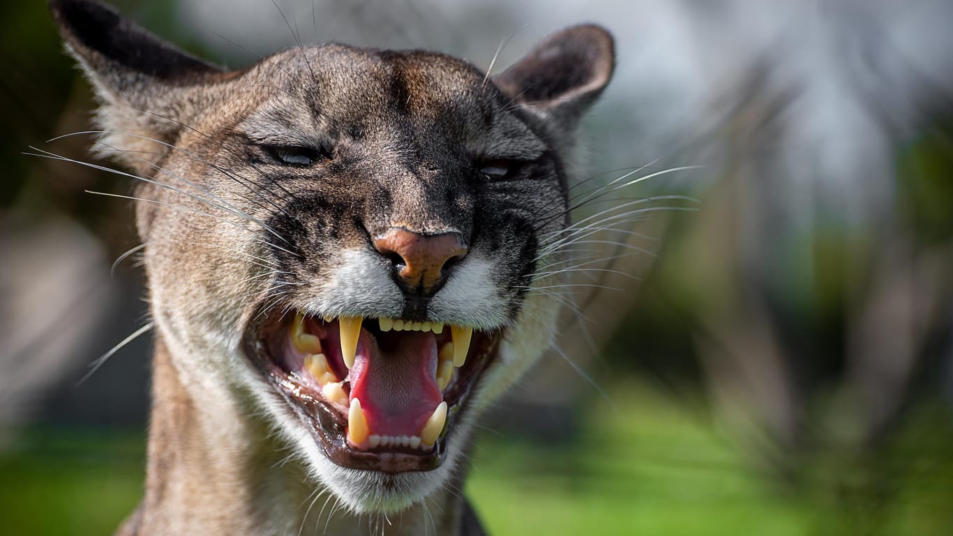 Puma (Symbolbild): Angriffe der Raubkatzen kommen in Nordamerika nur sehr selten vor.