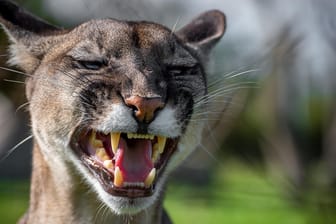 Puma (Symbolbild): Angriffe der Raubkatzen kommen in Nordamerika nur sehr selten vor.