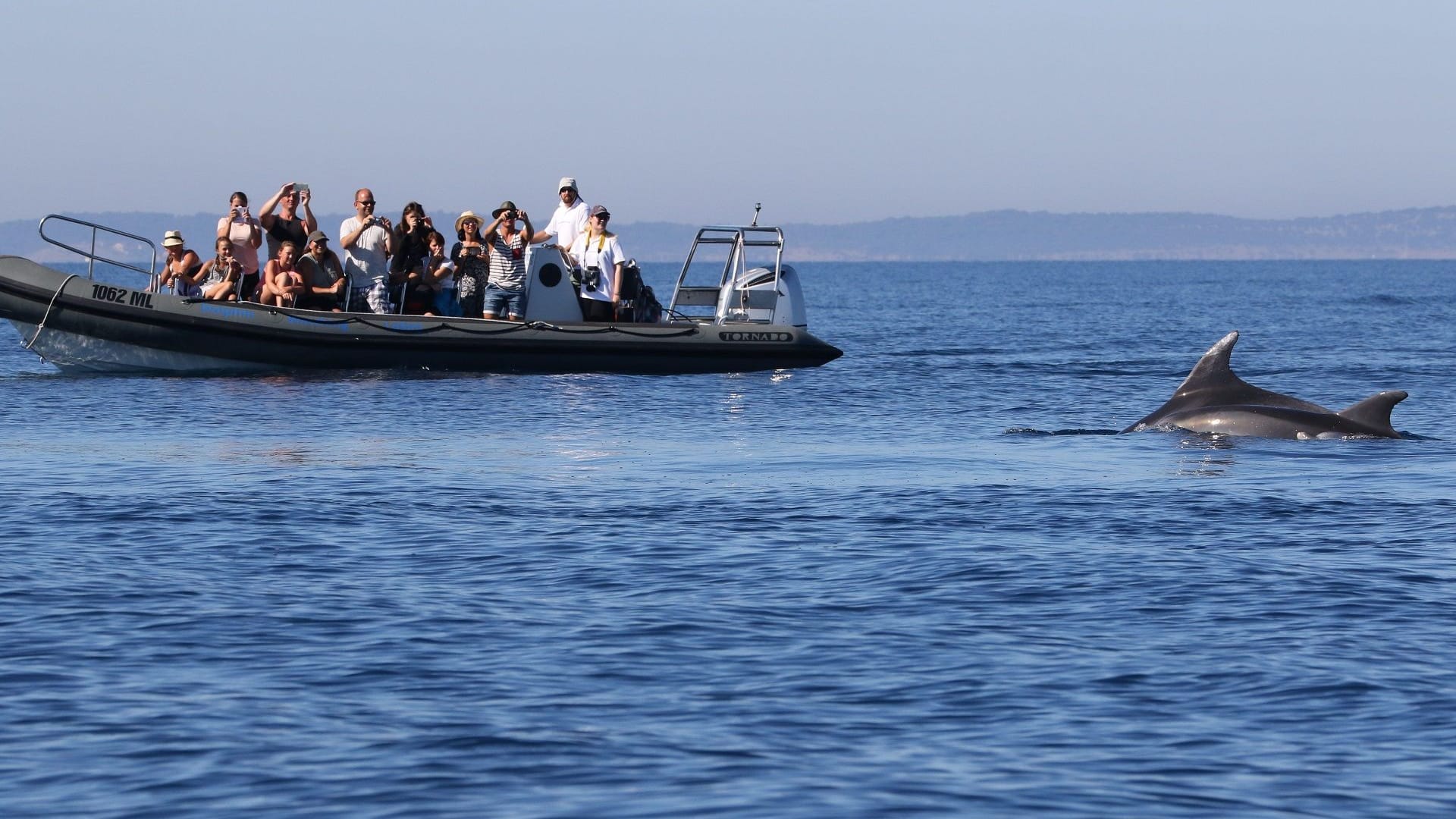 Nehmen Sie an einer "Dolphin Watching Tour" teil.