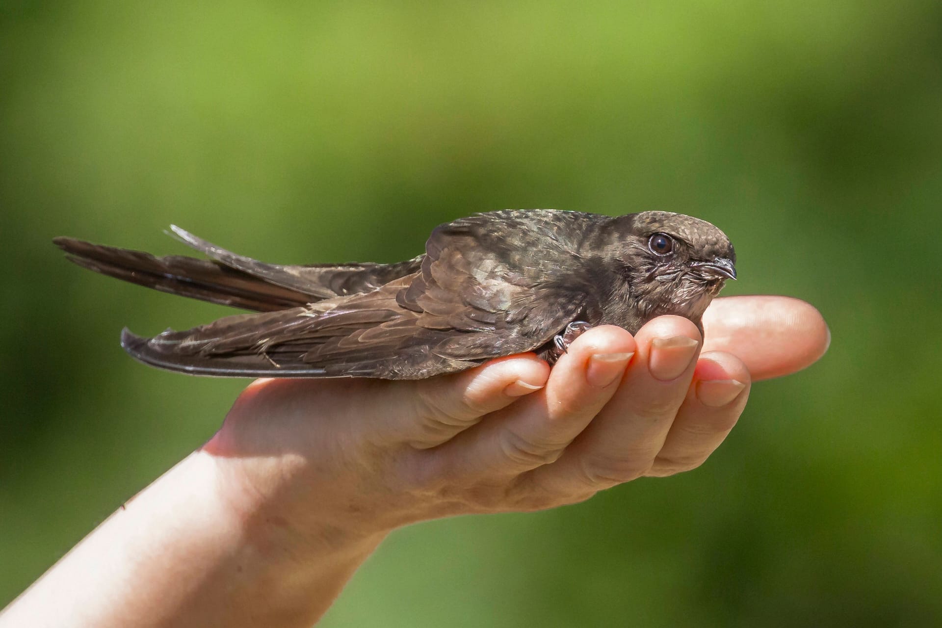 Eine Person hält einen Mauersegler auf der Hand (Archiv): Selten waren mehr dieser Vögel in Berlin unterwegs.