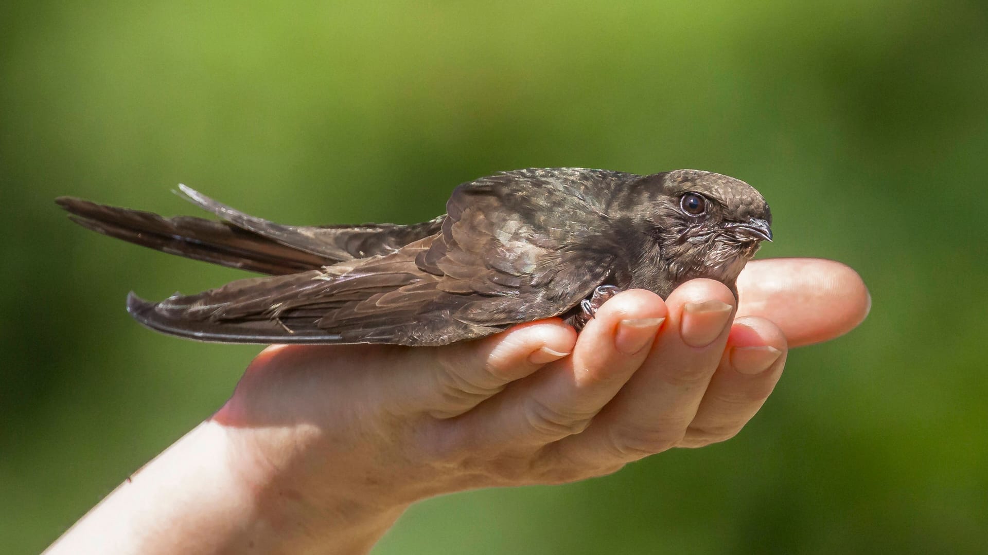 Eine Person hält einen Mauersegler auf der Hand (Archiv): Selten waren mehr dieser Vögel in Berlin unterwegs. Eine Person hält einen Mauersegler auf der Hand (Archiv): Selten waren mehr dieser Vögel in Berlin unterwegs.