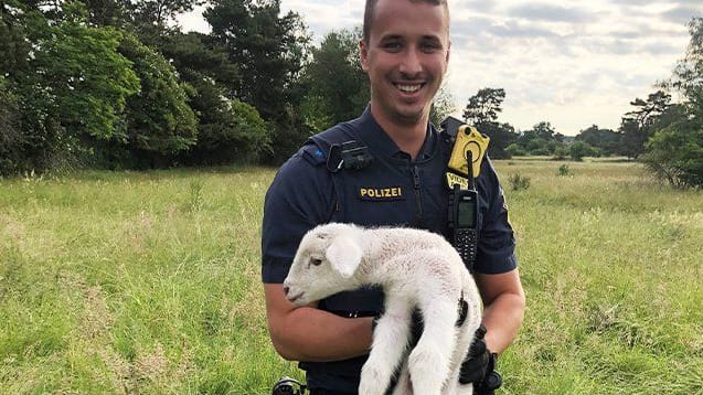 Ein einsames Lämmchen benötigte die Hilfe der Polizei Nürnberg.