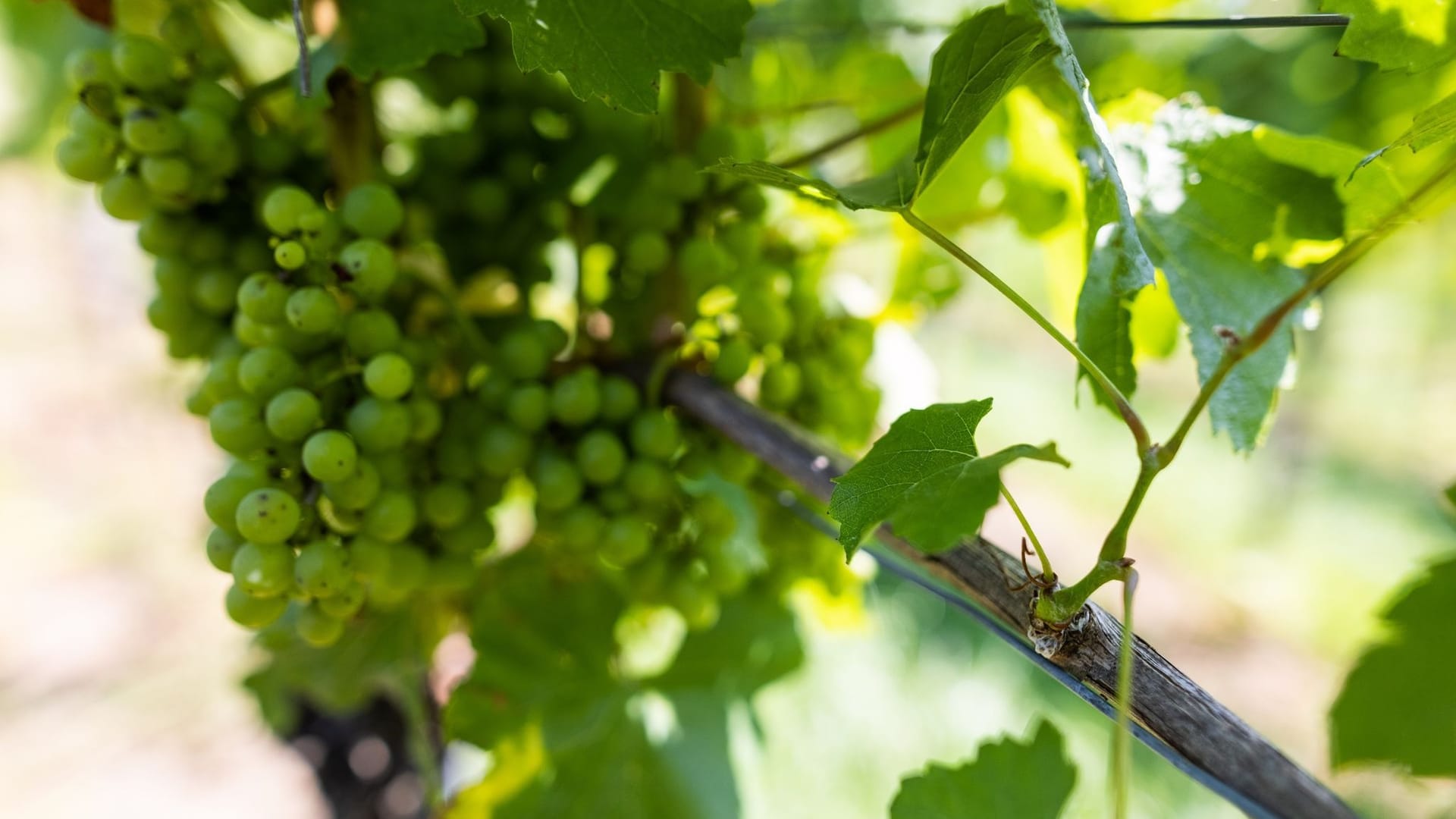 Weinbau im Südwesten