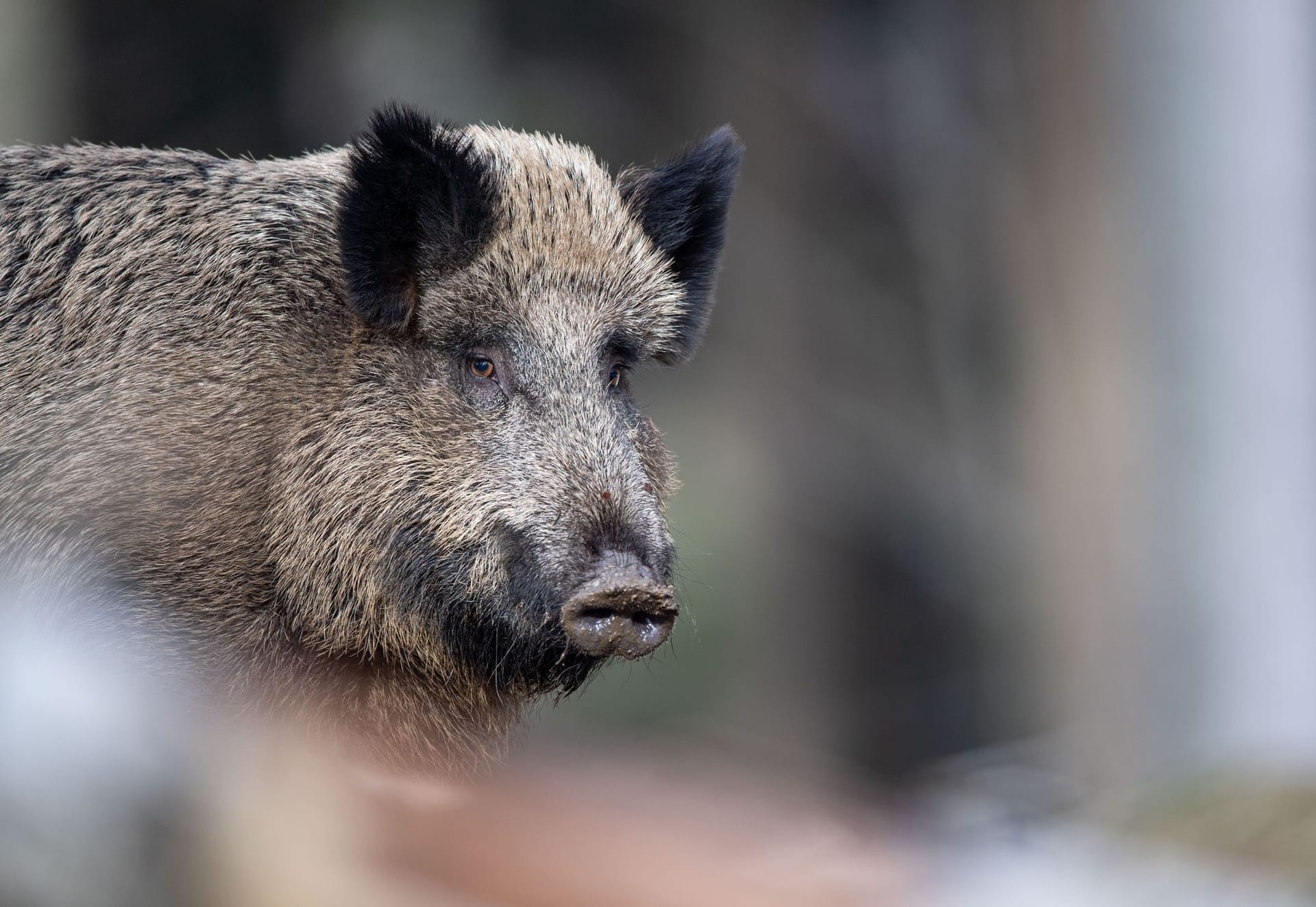 Wildschwein