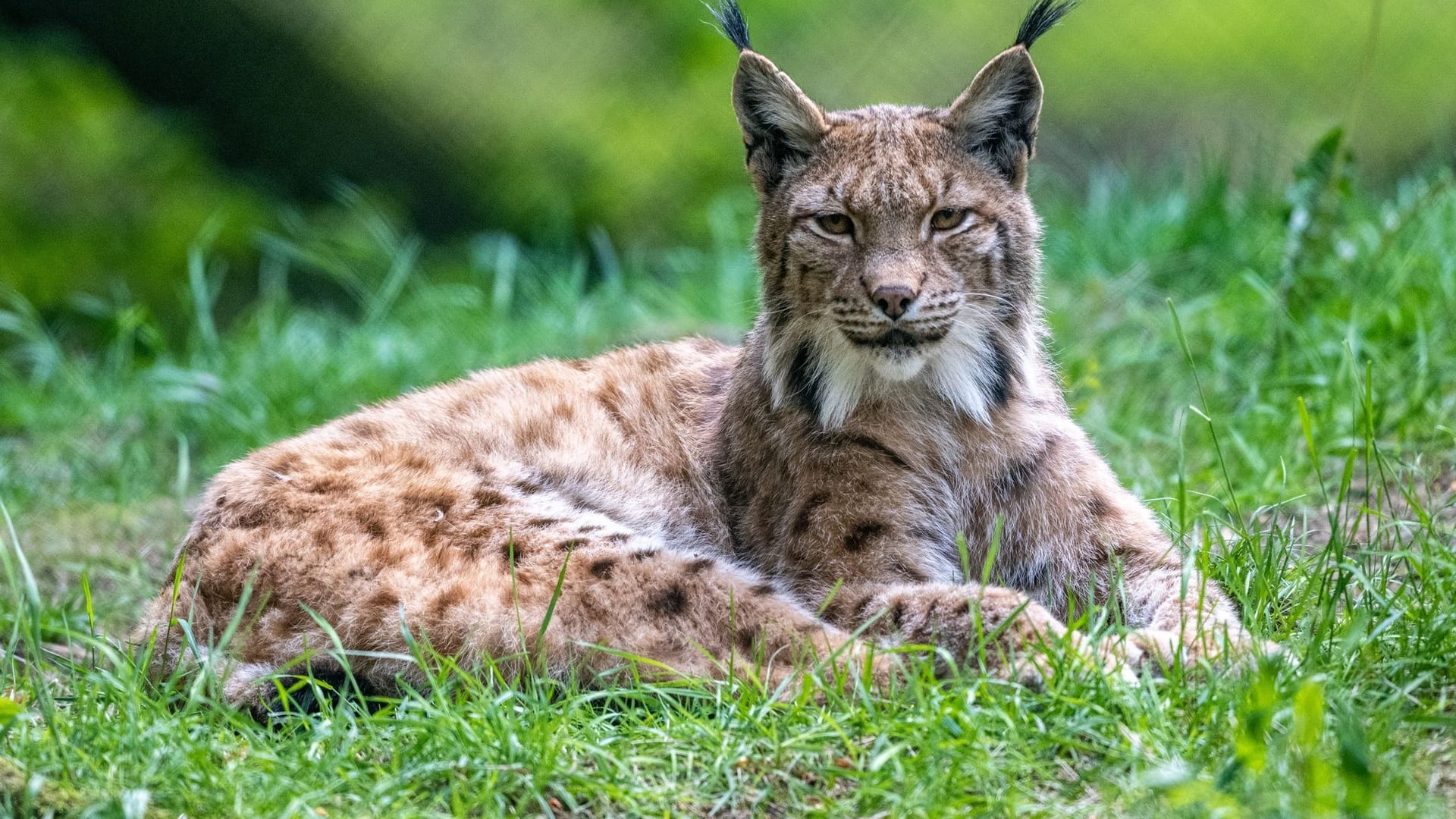 Ein Luchs Ein Luchs