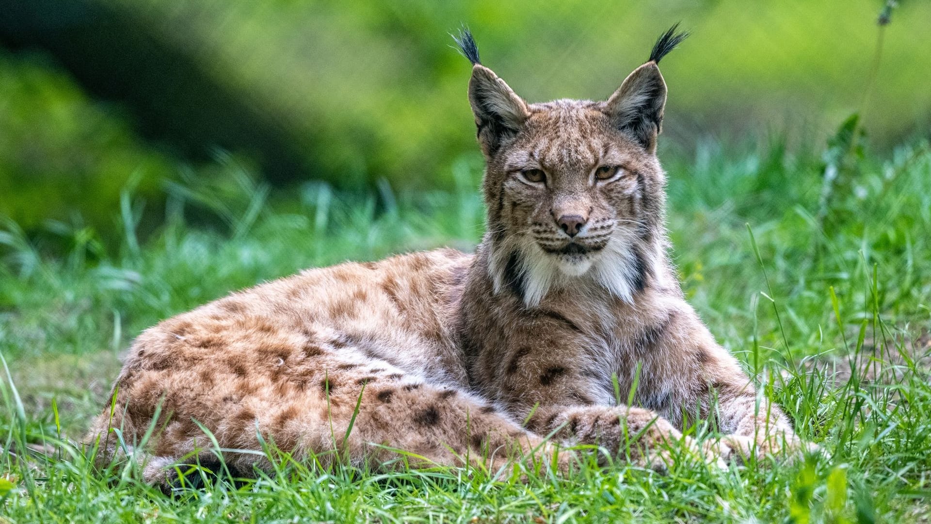 Ein Luchs