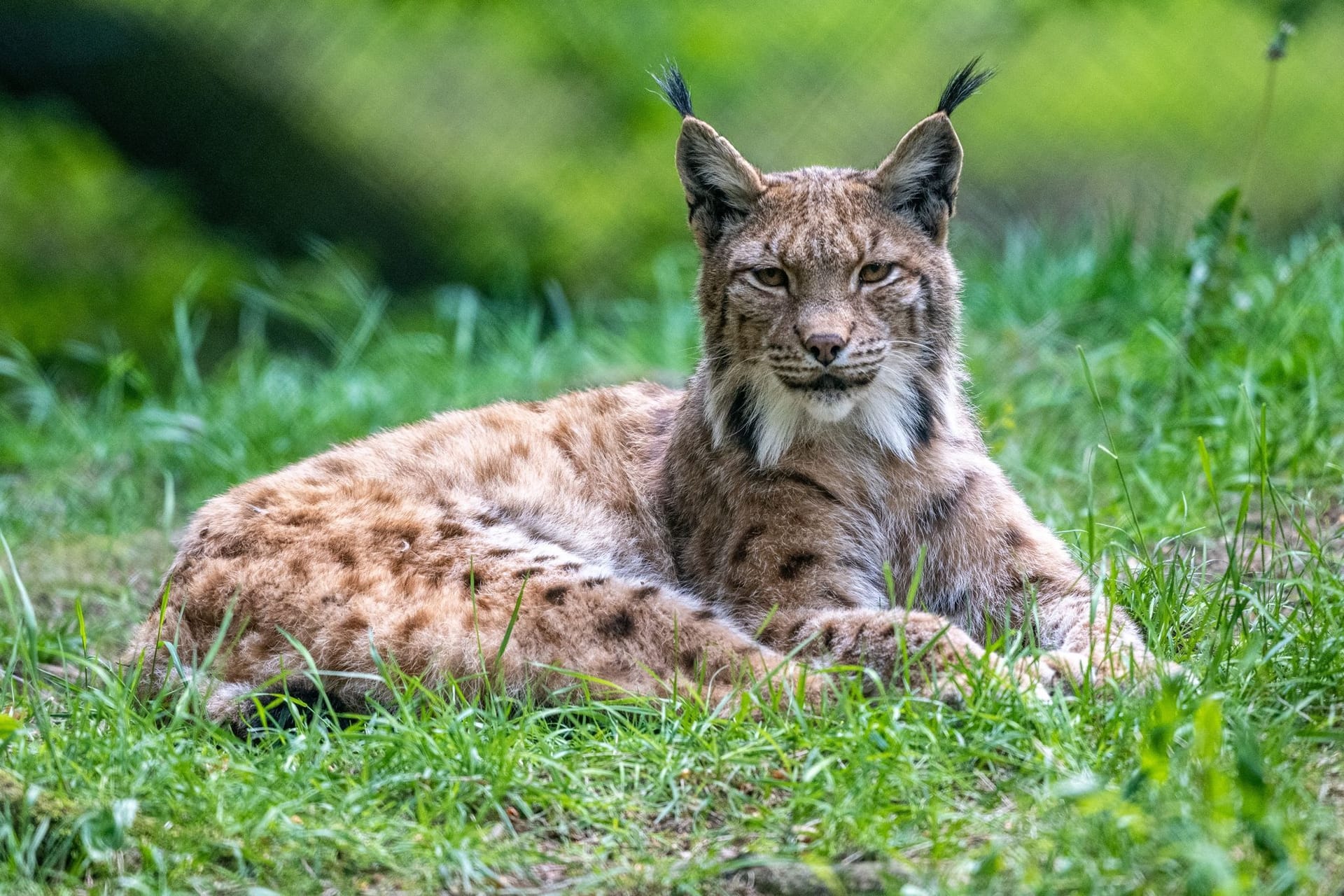 Ein Luchs