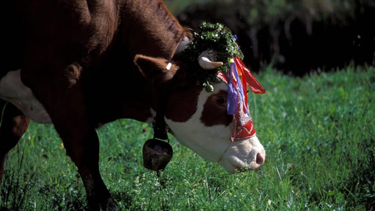 Tradition zu Pfingsten: zum Almauftrieb festlich geschmückte Kuh.
