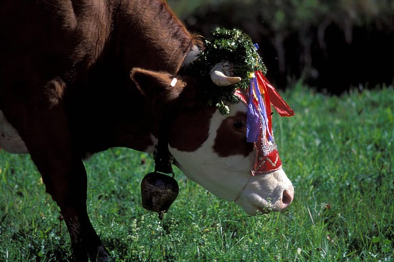 Tradition zu Pfingsten: zum Almauftrieb festlich geschmückte Kuh.