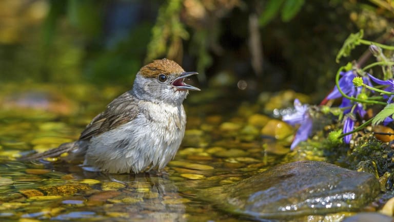 Mönchsgrasmücke: Bei Hitze kühlen sich viele Vögel in flachen Flussläufen ab.