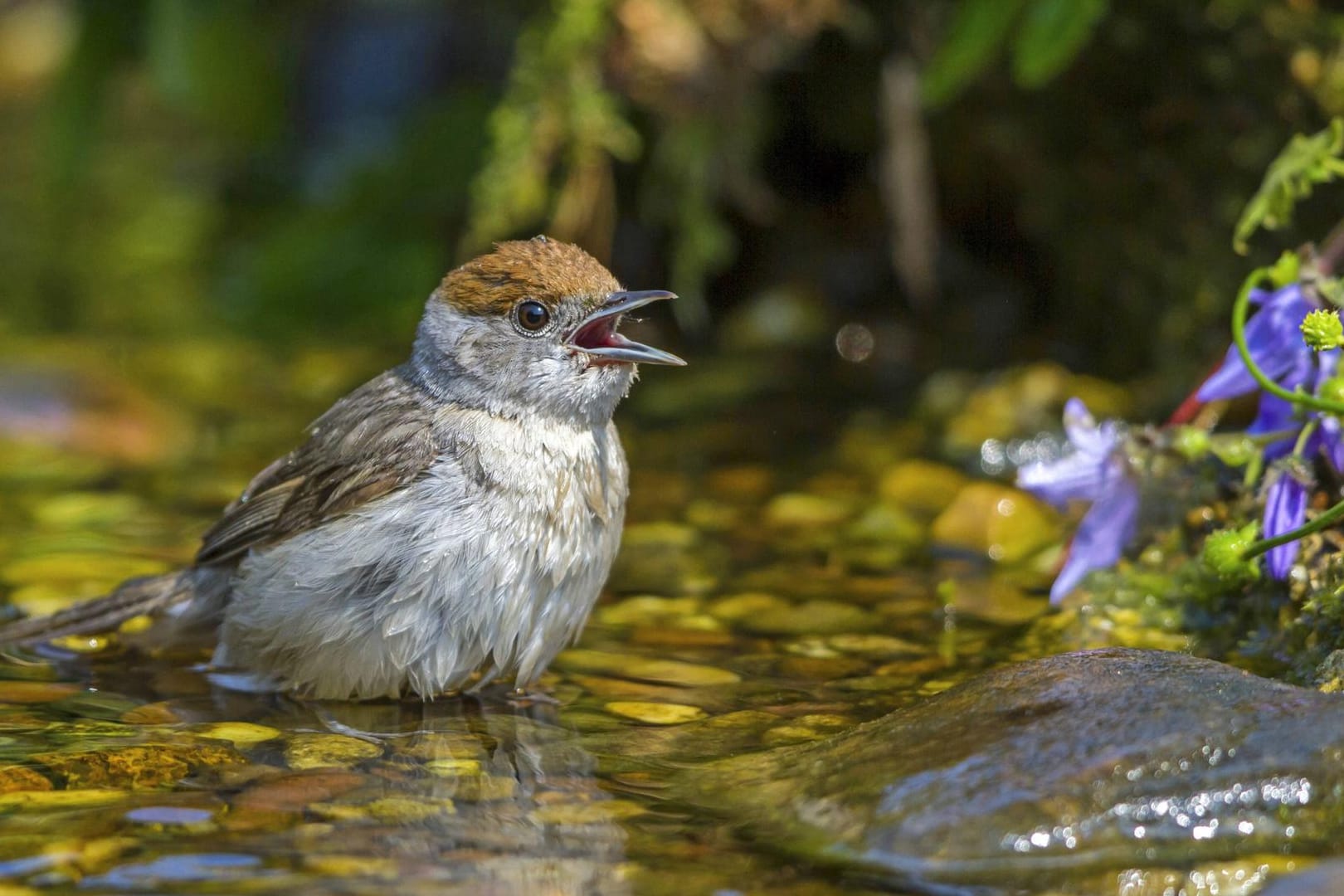 Mönchsgrasmücke: Bei Hitze kühlen sich viele Vögel in flachen Flussläufen ab.