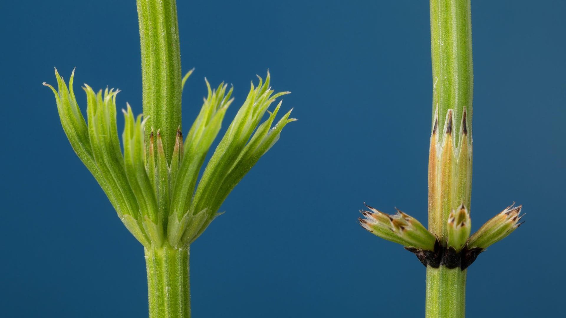 Vergleich Ackerschachtelhalm (links) und Sumpfschachtelhalm (rechts): Beim Ackerschachtelhalm sind die Stängelscheiden des Haupttriebes sind kürzer als das länger erste Glied des Seitentriebes. Beim Sumpfschachtelhalm ist es umgekehrt.