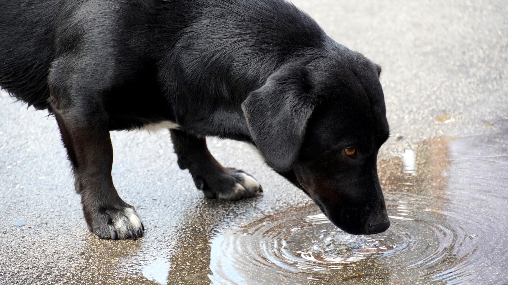 Hund: Beim Trinken aus einer Pfütze kann eine gefährliche Krankheit drohen.