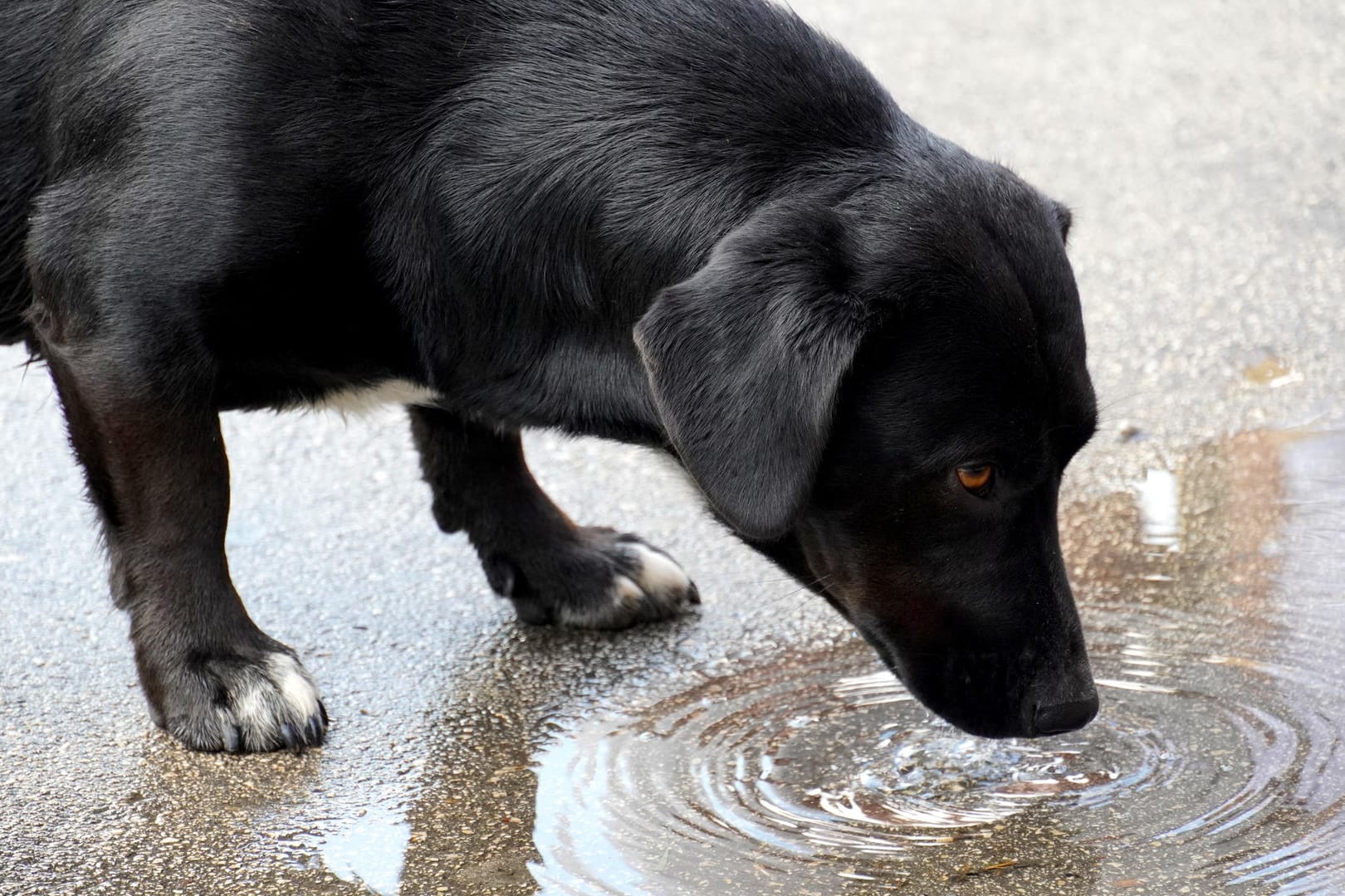 Hund: Beim Trinken aus einer Pfütze kann eine gefährliche Krankheit drohen.