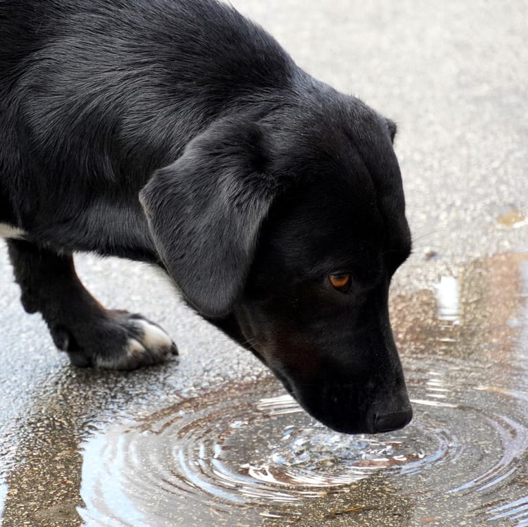 Hund: Beim Trinken aus einer Pfütze kann eine gefährliche Krankheit drohen.