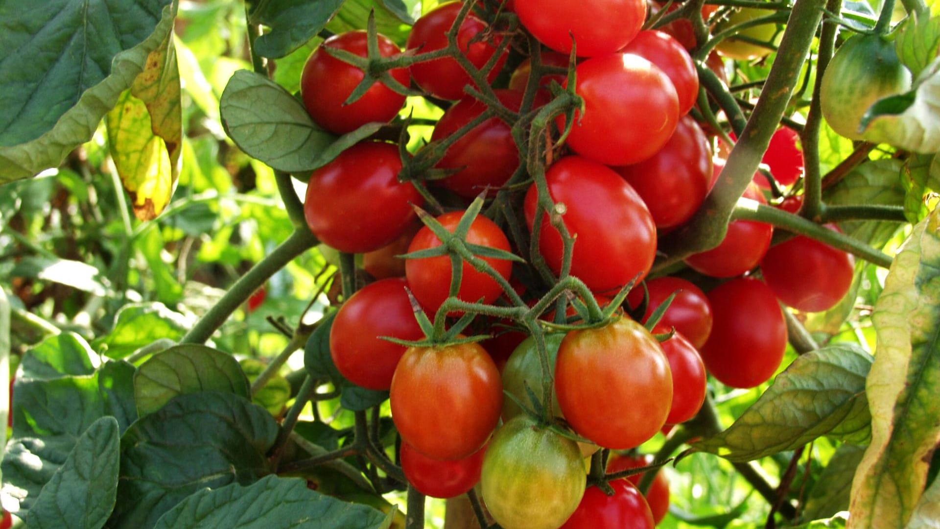 Tomatenpflanze: Strauchtomaten sollten regelmäßig ausgegeizt werden. Tomatenpflanze: Strauchtomaten sollten regelmäßig ausgegeizt werden.