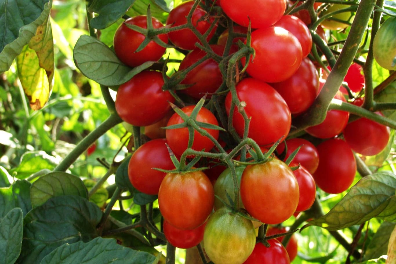 Tomatenpflanze: Strauchtomaten sollten regelmäßig ausgegeizt werden.