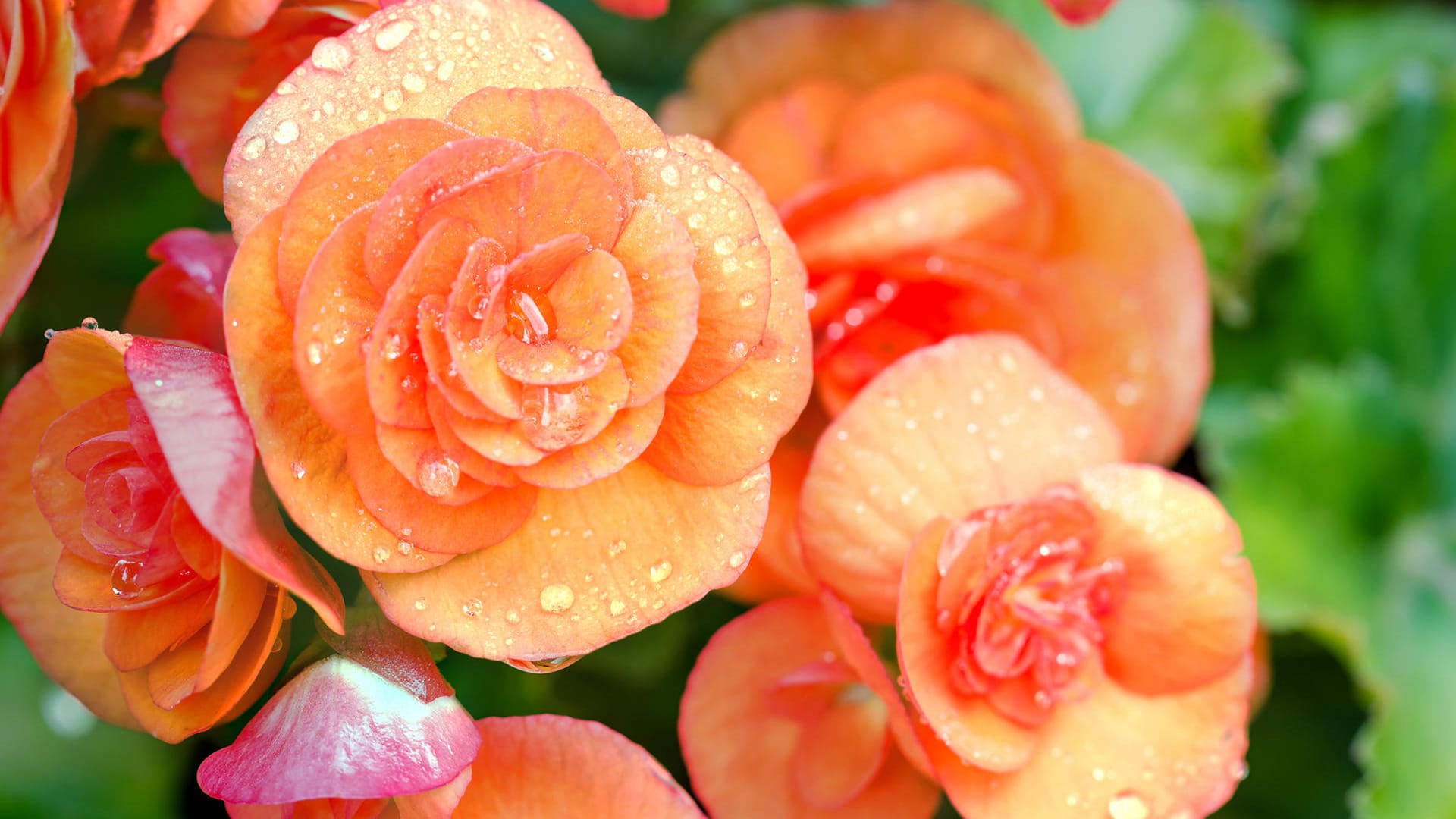 Tuberöse Begonien; Die Begonia tuberhybrida hat eine besondere Blütenform.