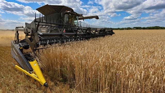 Auf einem Feld wird mit einem Mähdrescher Roggen gedroschen.